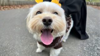 【マルックスの魅力に迫る!】性格から特徴までご紹介!