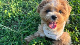 大人気ミックス犬『マルプー』とは?人気のカットスタイルから、性格や特徴までご紹介!