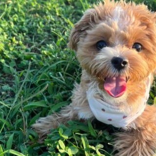 マルプー♡ 大人気ミックス犬『マルプー』とは？人気のカットスタイルから、性格や