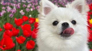 ポメチワ(チワポメ)の親犬は？性格や特徴、飼い方まで徹底解説！