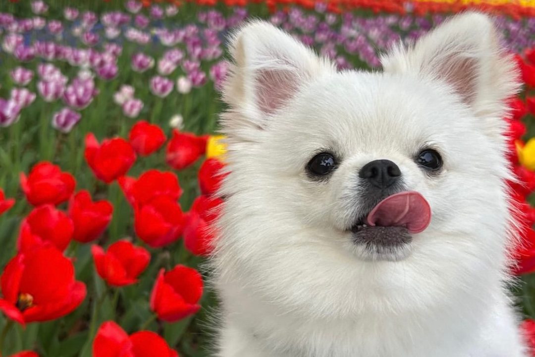 ポメチワ(チワポメ)の親犬は？性格や特徴、飼い方まで徹底解説！