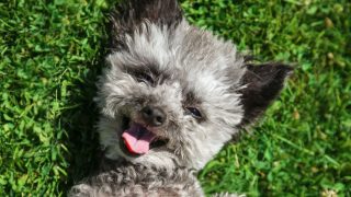 ミックス犬とは?ブリーダーを選ぶ際の注意点から雑種犬との違いまで知っておきたいポイントについて解説!