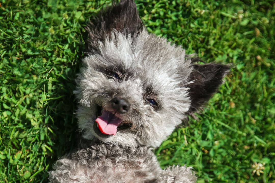 ミックス犬とは？ブリーダーを選ぶ際の注意点から雑種犬との違いまで知っておきたいポイントについて解説！