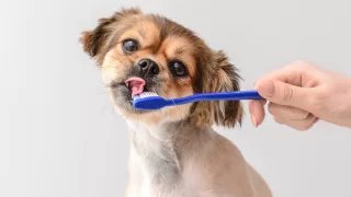 愛犬の健康を守る！犬がかかりやすい病気とその予防法について解説