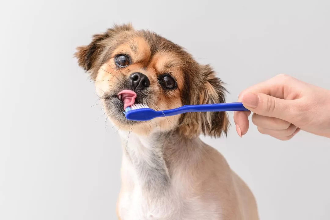 愛犬の健康を守る！犬がかかりやすい病気とその予防法について解説