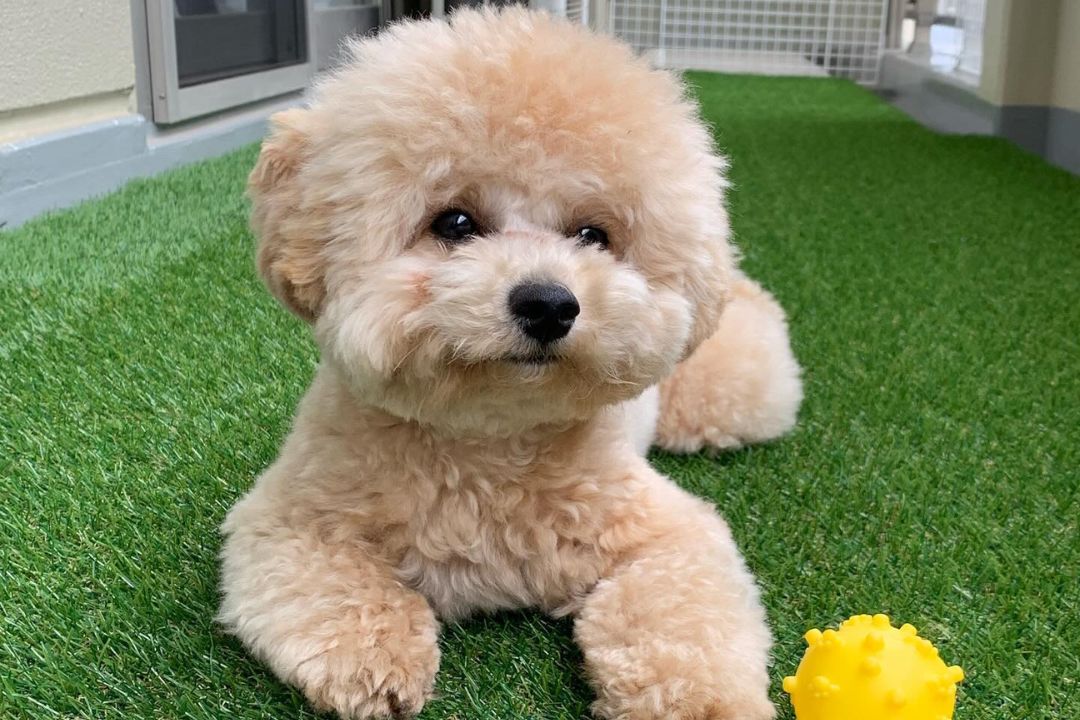 ビションプーの魅力について解説！｜性格や特徴飼いやすさについても解説！