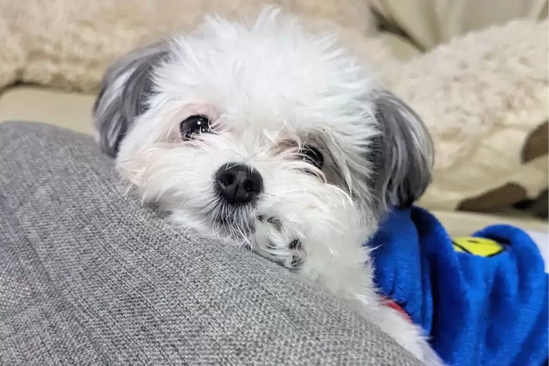 大人気のミックス犬 チワマル(マルチワ)ってどんな犬？飼育方法から特徴まで解説！