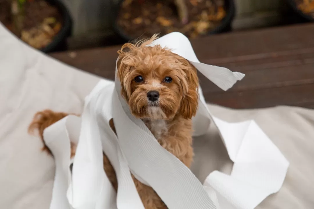 【犬のしつけ】はじめてでも大丈夫！おうちでできる基礎トレーニングをご紹介！