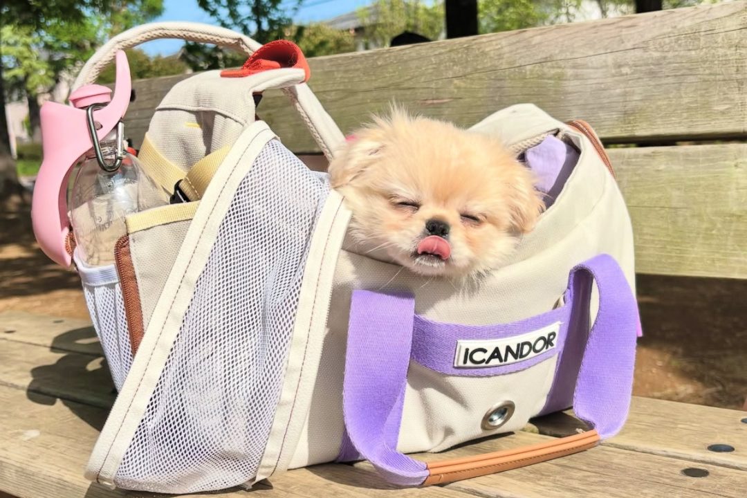 【保存版】ペキチワの飼いやすさと注意点｜お迎え前に知っておくべき5つのこと