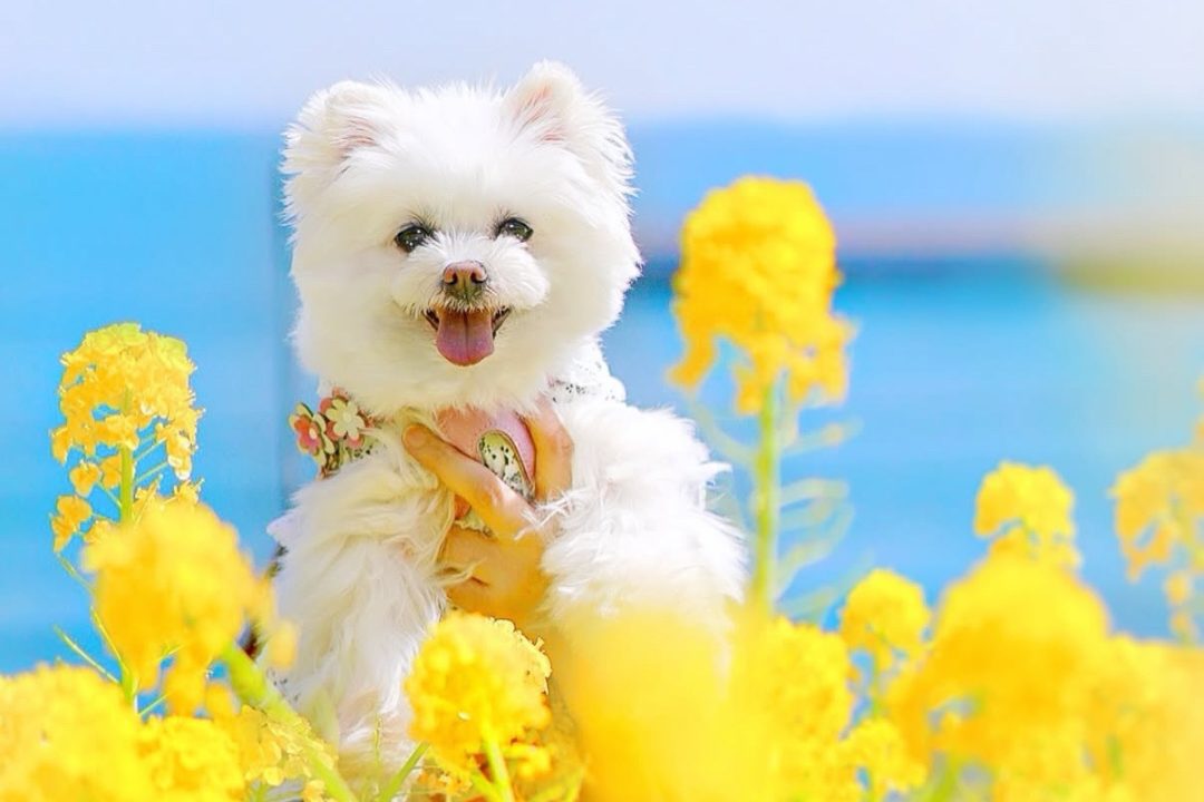 ポメマル（ポメラニアン×マルチーズ）の特徴とは？性格・しつけ・飼いやすさについて解説