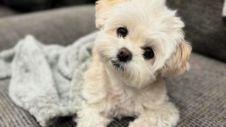 ペキプーは飼いやすい？初心者でも分かる魅力・性格・お手入れポイントを解説