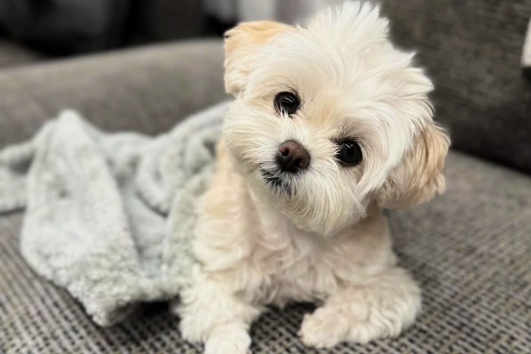 ペキプーは飼いやすい？初心者でも分かる魅力・性格・お手入れポイントを解説