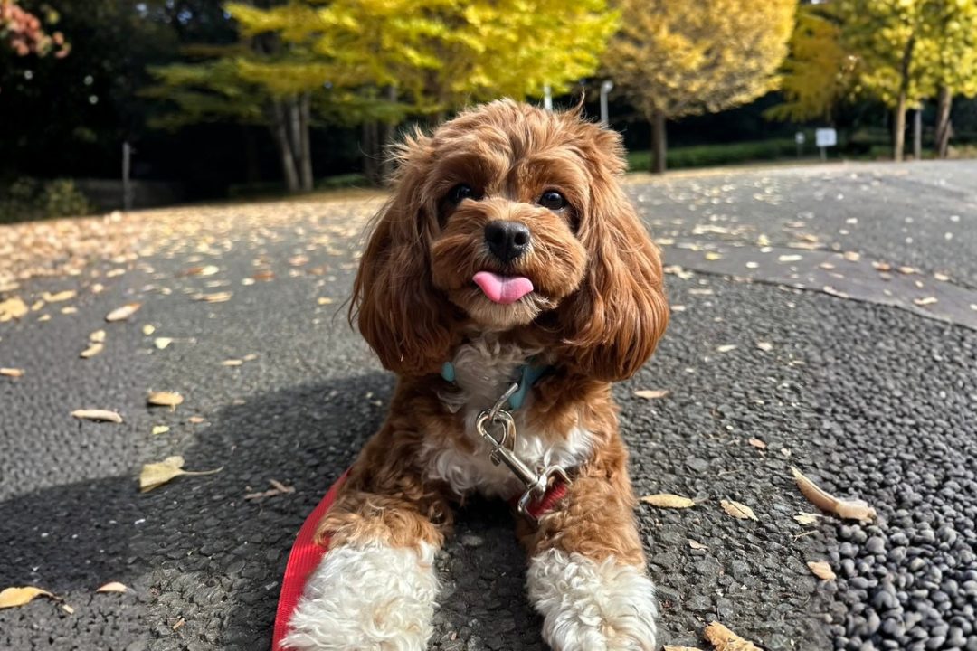 人気急上昇のミックス犬！キャバプーとは？お迎え前に知っておきたいポイントを解説