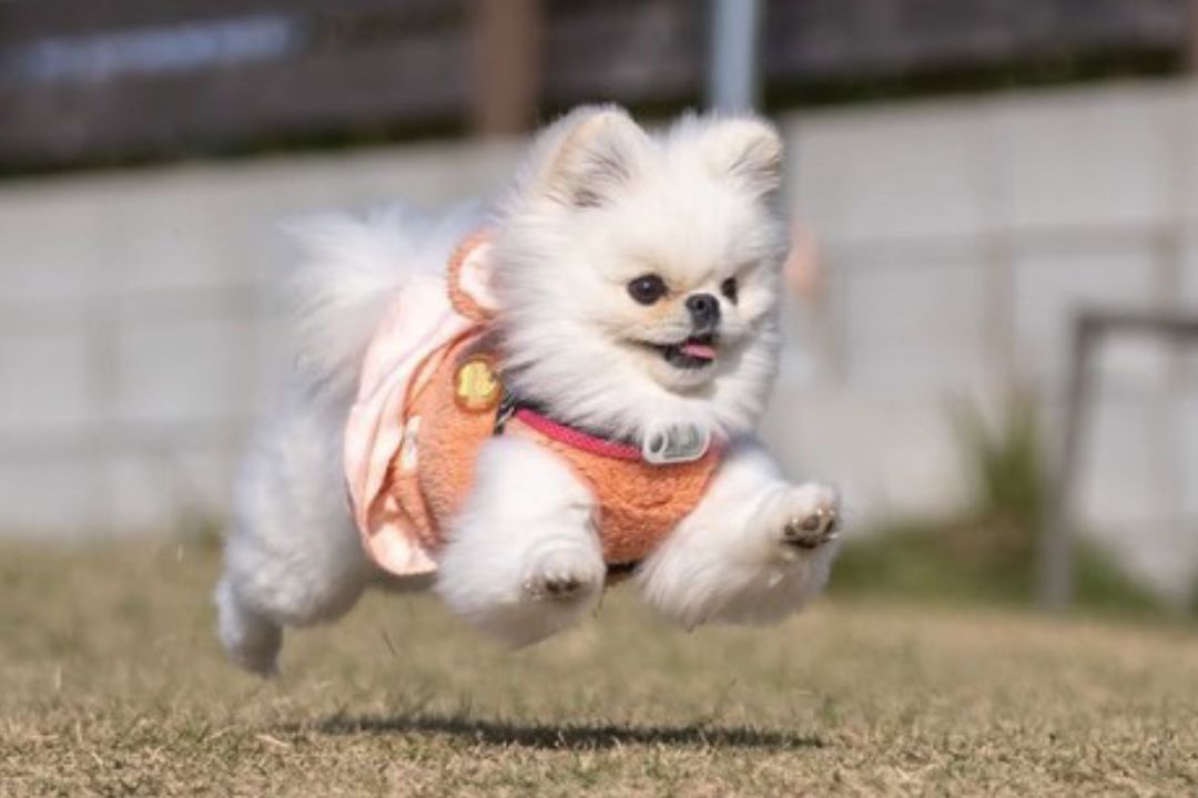 愛嬌たっぷり！一瞬でみんなをめろめろにしちゃうペキポメの『おもち』ちゃん